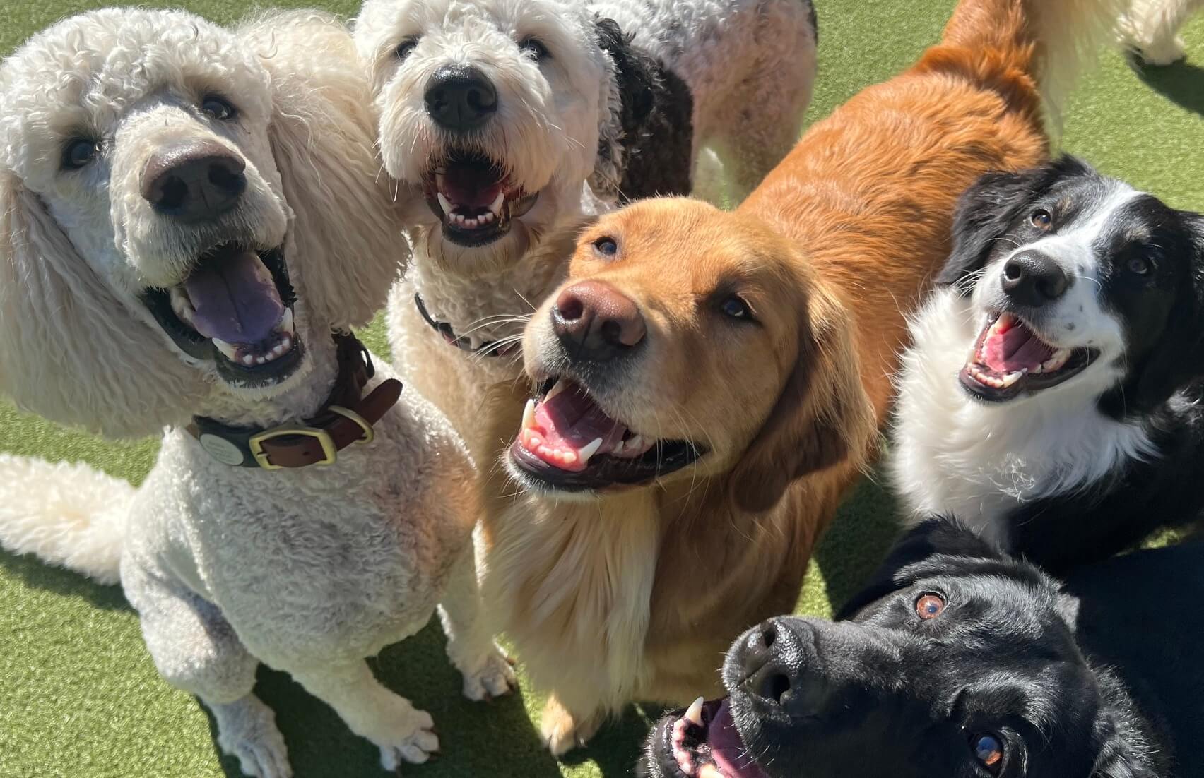 Dog hotel Olympia WA