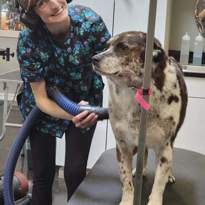 Dog grooming bath Olympia Washington