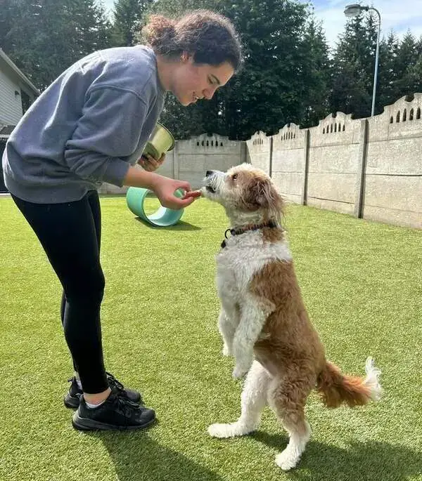 Friendly Grove staff member rewarding a dog with a treat during training in the outdoor play yard