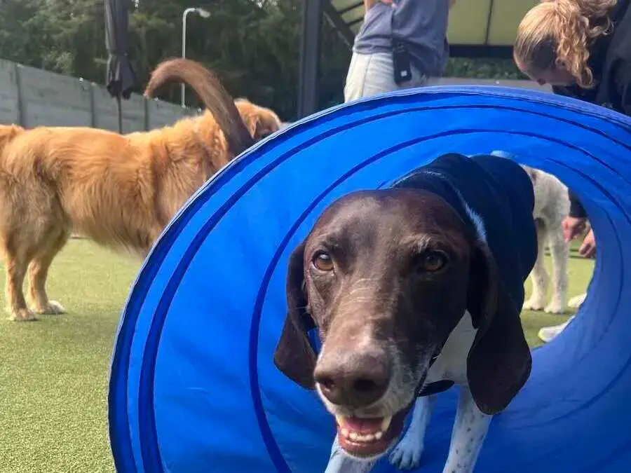 A happy dog running through a blue agility tunnel in the Friendly Grove outdoor play yard