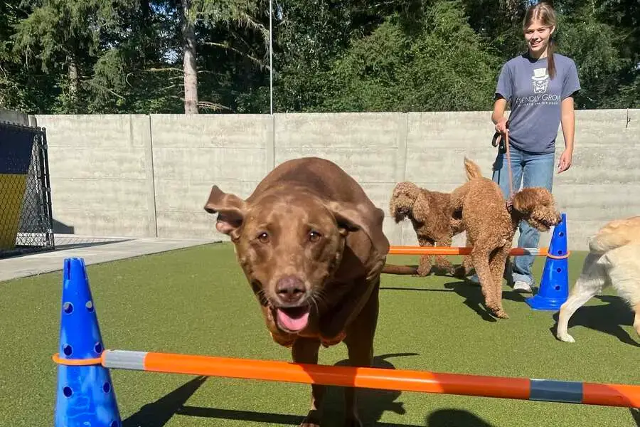 Dogs playing in a supervised daycare play yard at Friendly Grove in Olympia, WA
