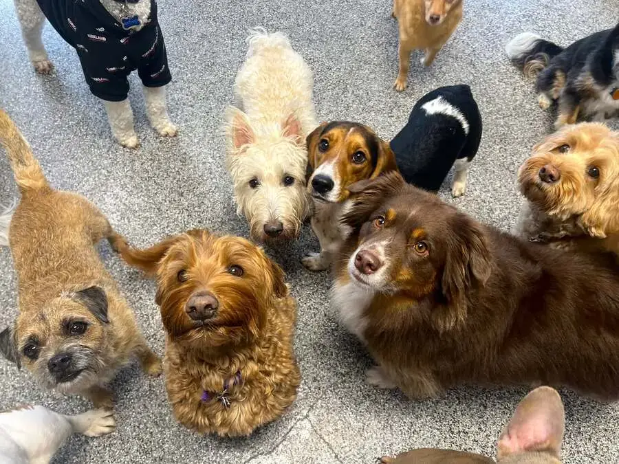 A group of small and medium dogs looking up at a staff member in the Friendly Grove daycare playroom